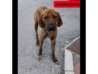 GIOVANE SEGUGIO MERITA UN'OPPORTUNITÀ, CANE IN ADOZIONE