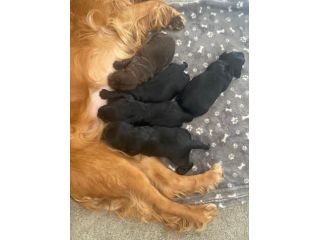 Cuccioli di cocker spaniel