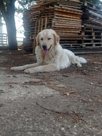 RED E MACNO INSEPARABILI ADOZIONE DI COPPIA - Foto 3