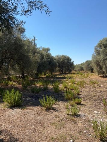 Uliveto di mq 10.000 con rudere in contrada Muraglia Mele - Foto 2