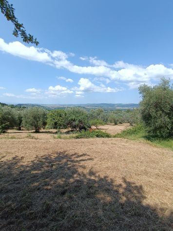 Olivi secolari nelle colline Toscane - Foto 7