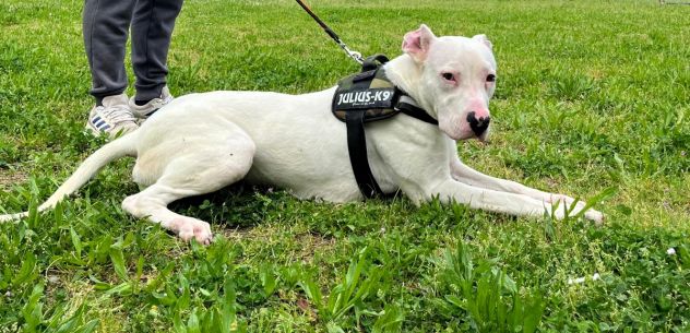 ALBINO DOGO ARGENTINO - Foto 4