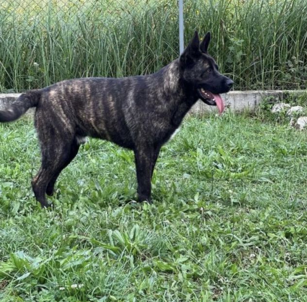 Black in adozione - Foto 5