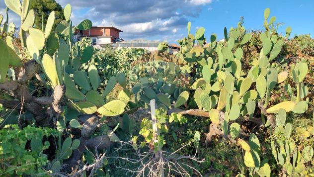 Terreno in vendita a Paternò - Foto 6