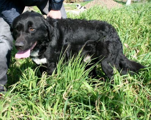 BERNIE, eterno cucciolone - Foto 4