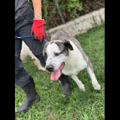 MAX CERCA ATTENZIONE, CHIEDE AMORE, CANE IN ADOZIONE TG MEDIA - Foto 2