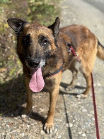 NARA &amp; AIRON: PASTORI BELGA MALINOIS dolcissimi! - Foto 8