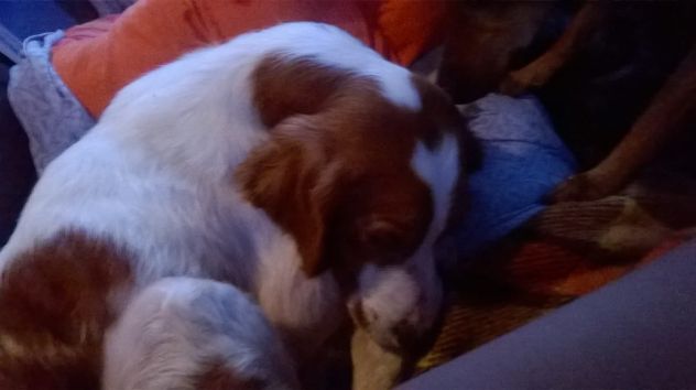 GIANNI, setter inglese dolcissimo - Foto 3