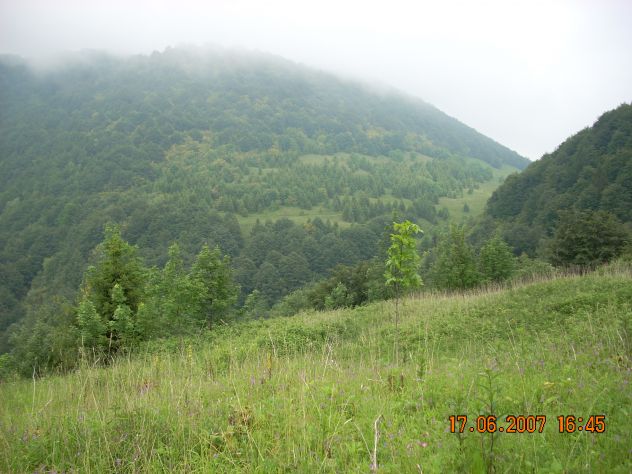 fondo bosco ex malga - Foto 5
