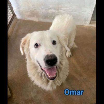 OMAR ADORABILE CUORE DI PANNA CANE IN ADOZIONE