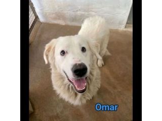 OMAR ADORABILE CUORE DI PANNA CANE IN ADOZIONE