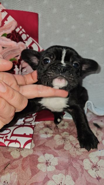 Bulldog francese