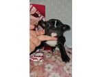 Bulldog francese