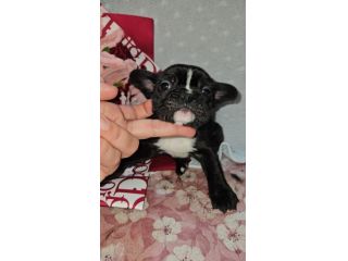 Bulldog francese