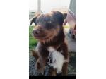 2anni mix spinoncino occhi ambra bellissimo finito in canile..buon carattere SUD
