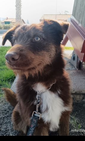 3anni mix spinoncino occhi ambra bellissimo finito in canile..buon carattere SUD
