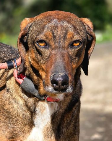Magnifico MELAMPO mix segugio CANE IN ADOZIONE - Foto 8