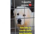 BEN maremmano 6-7anni tradito dalla famiglia!SUD