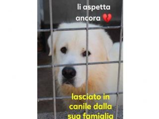 BEN maremmano 6-7anni tradito dalla famiglia!SUD