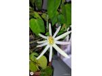 Passiflora Mucronata pianta