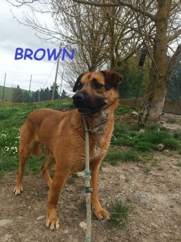 BROWN un bel timidino!