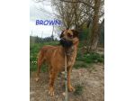 BROWN un bel timidino!