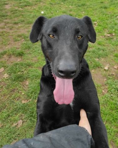 CANE IN ADOZIONE: AARON - Foto 8