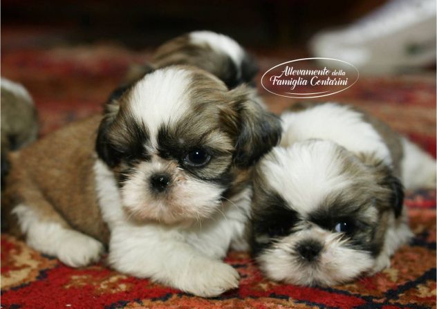 CUCCIOLI SHIHTZU - Foto 3