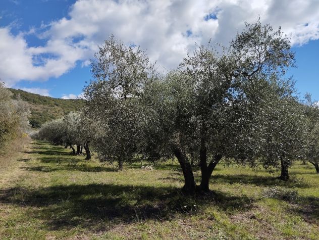 terreno agricolo - Foto 3