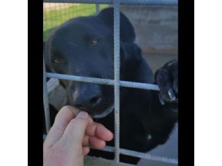 AARON UNO DEI TANTI DIMENTICATI, CANE IN ADOZIONE.
