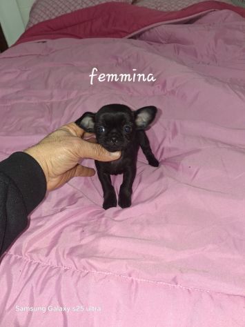 Chihuahua Toy femmina - Foto 3