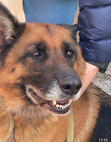 Pastore Tedesco 5anni e 1/2 rimasta sola.SUD SOS - Foto 6