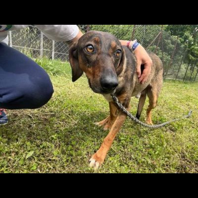 MELAMPO, TIMIDO E REMISSIVO, CAGNOLINO DA ADOTTARE