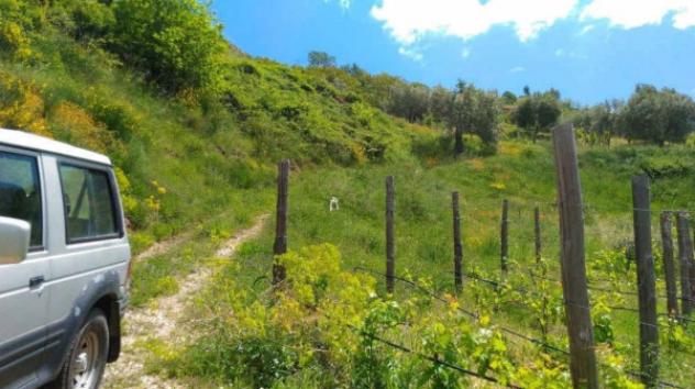 Immobile in asta di 10767 m² in vendita a Luzzi - Foto 2