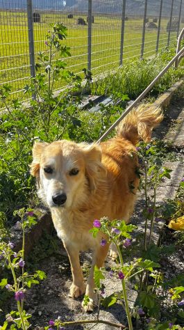 Salvo, cagnolino che implora carezze