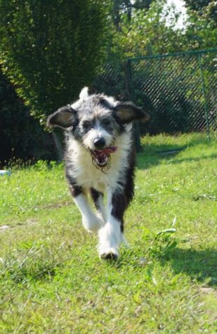 DRAGO, 9 ANNI, SI SEPARANO E LUI VIENE SBATTUTO IN CANILE.. CERCA CASA! - Foto 2