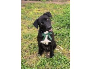 FINN cagnolino in adozione tg. medio piccola cerca una famiglia apri il suo box