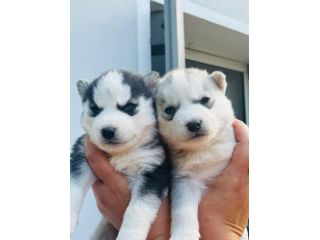Cuccioli di siberian husky