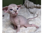 Sphynx Elf - Gattina di 3 mesi nata in casa