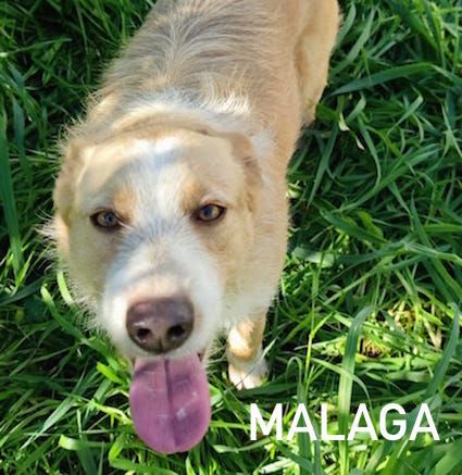 Malaga taglia media 16 kg
