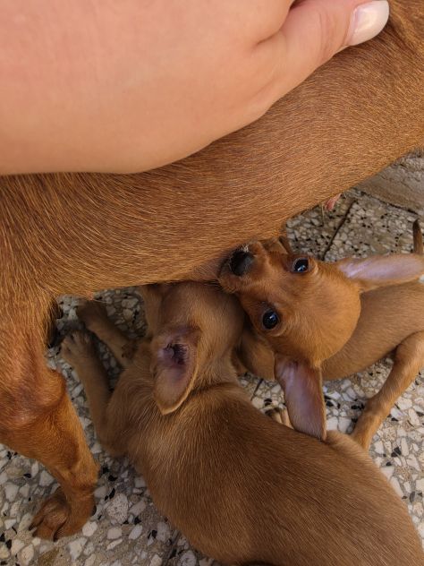 Pinscher - Foto 2