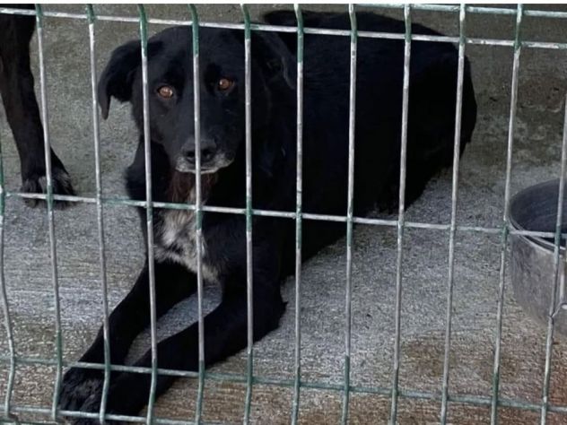 HUGO 15 chili di dolcezza e amorevolezza cagnolino in adozione - Foto 2