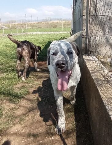 CUCCIOLONE IN ADOZIONE: JAGO - Foto 7
