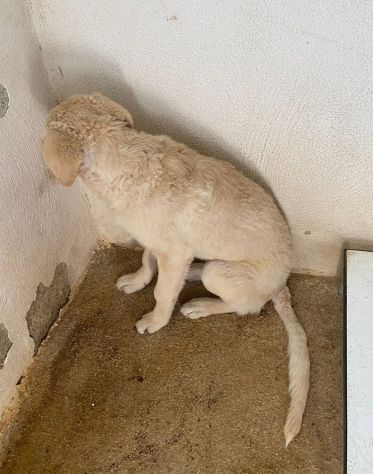 ETTORE L' OCCASIONE PER APRIRSI ALLA VITA CUCCIOLO IN ADOZIONE - Foto 5