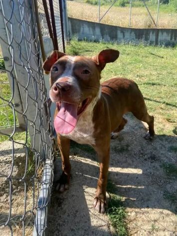 ZOE NON CE LA FA' PIÙ CANE IN ADOZIONE - Foto 4