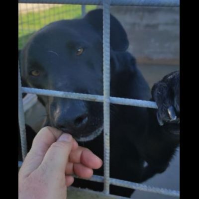AARON UNO DEI TANTI DIMENTICATI, CANE IN ADOZIONE. - Foto 6