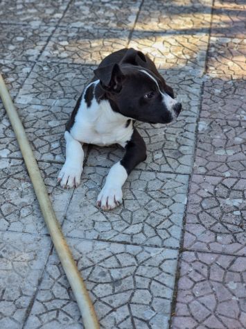 Allevamento e Cuccioli Amstaff in Campania. Consegna a domicilio Tutta Italia.
