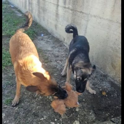 LORICA E CAVALIERE CUCCIOLI IN ADOZIONE - Foto 9