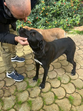 PLUTO, 2 ANNI, ROSARIO, 11 MESI, TAGLIA MEDIO CONTENUTA CERCANO CASA! - Foto 6