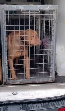 EMMER UNA NUOVA VITA, CANE IN ADOZIONE - Foto 3